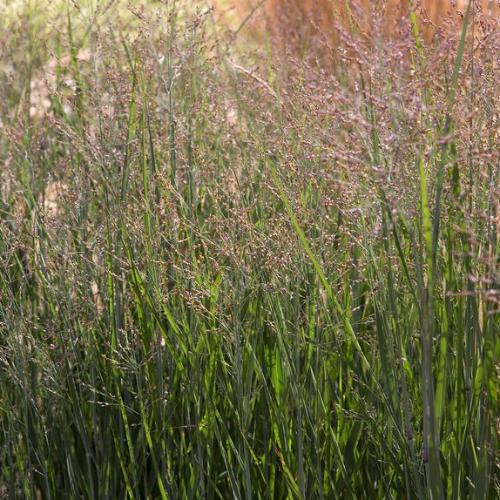 Heavy-Metal-Switchgrass-2
