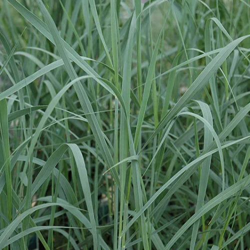 Heavy-Metal-Switchgrass-3