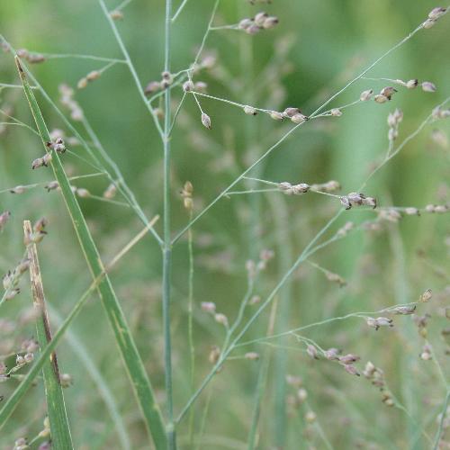 Heavy-Metal-Switchgrass-4