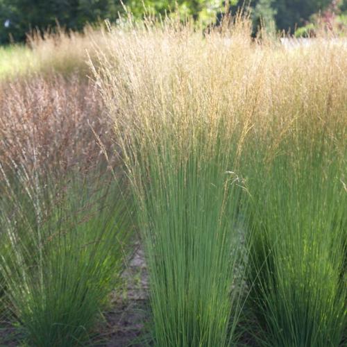 Heidebraut-Purple-Moor-Grasses-2