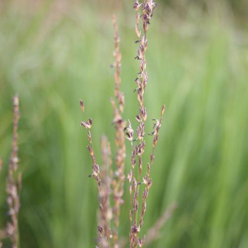 Heidebraut-Purple-Moor-Grasses-4