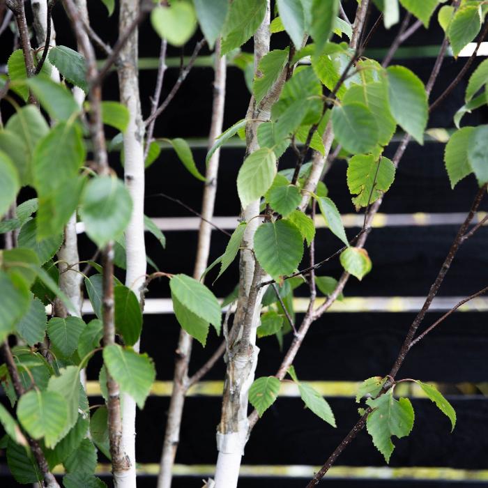 Himalayan-Birch-Tree-2