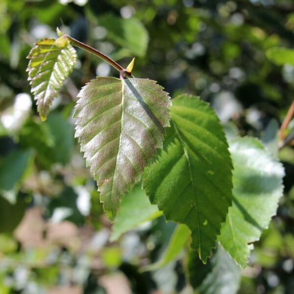 Himalayan-Birch-Tree-3