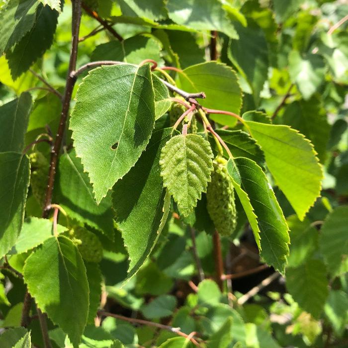 Himalayan-Birch-Tree-4