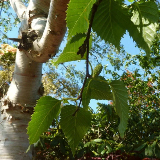 Himalayan-Birch-Tree-5