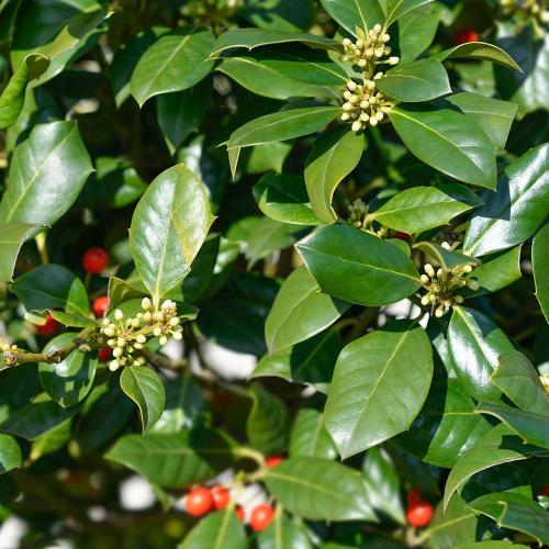 Holly-Nellie-R-Stevens-Plants-2