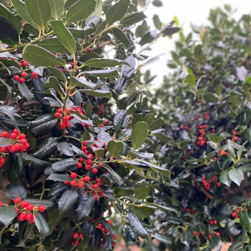 Holly-Nellie-R-Stevens-Plants-3