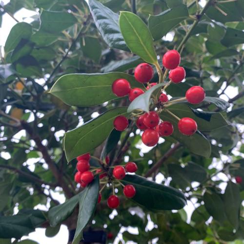 Holly-Nellie-R-Stevens-Plants-4