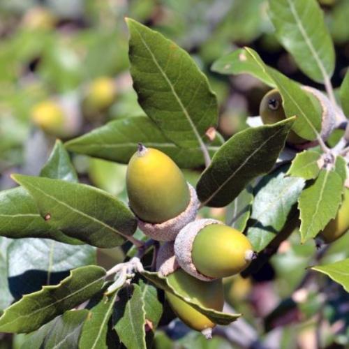 Holm-Oak-Pleached-Tree-2
