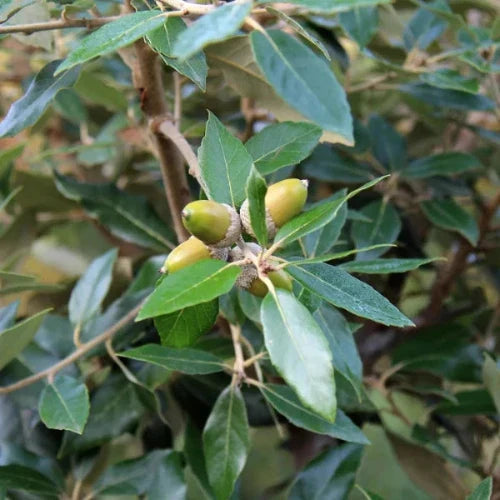 Holm-Oak-Pleached-Tree-3