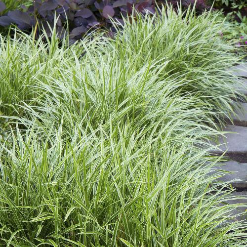 Ice-Dance-Sedge-Grasses-2
