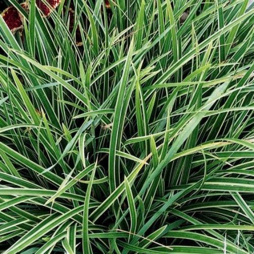 Ice-Dance-Sedge-Grasses-4