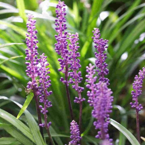 Ingwersen Lilyturf Ornamental Grasses (Liriope Muscari Ingwersen)