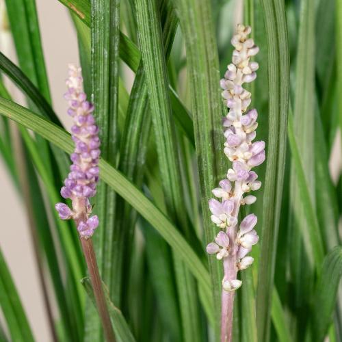Ingwersen-Lilyturf-Grasses-4