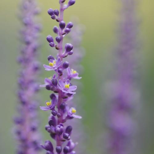 Ingwersen-Lilyturf-Grasses-5