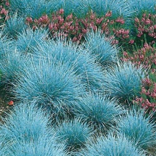 Intense Blue Fescue Ornamental Grasses (Festuca Glauca Intense Blue)