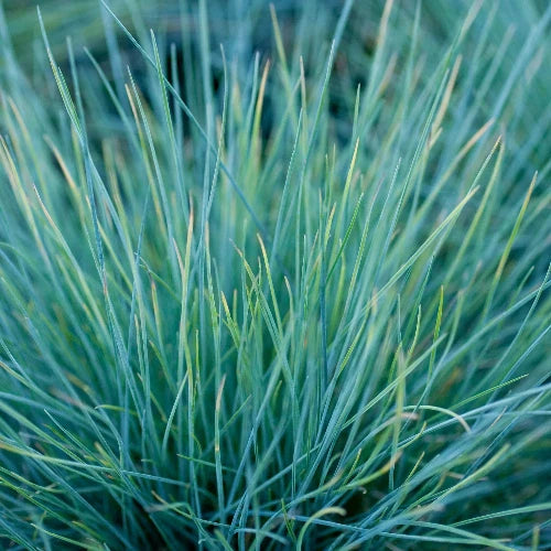 Intense-Blue-Fescue-Grasses-2