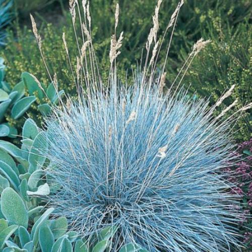 Intense-Blue-Fescue-Grasses-3
