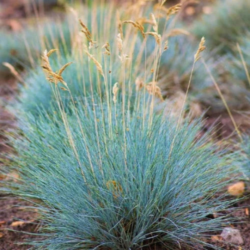Intense-Blue-Fescue-Grasses-4