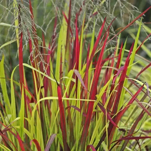Japanese-Blood-Grasses-2