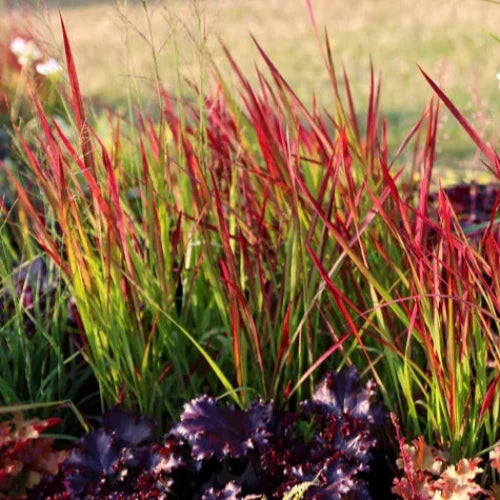 Japanese-Blood-Grasses-3