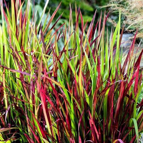 Japanese-Blood-Grasses-4