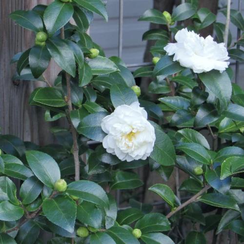 Japanese Camelia...