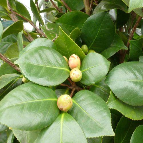 Japanese-Camellia-Plants-2