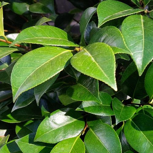 Japanese-Camellia-Plants-3
