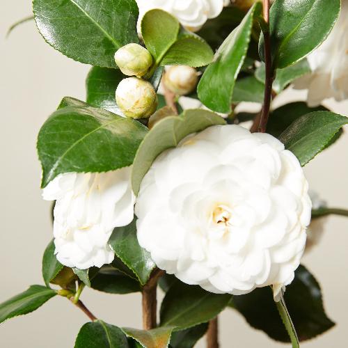 Japanese-Camellia-Plants-4