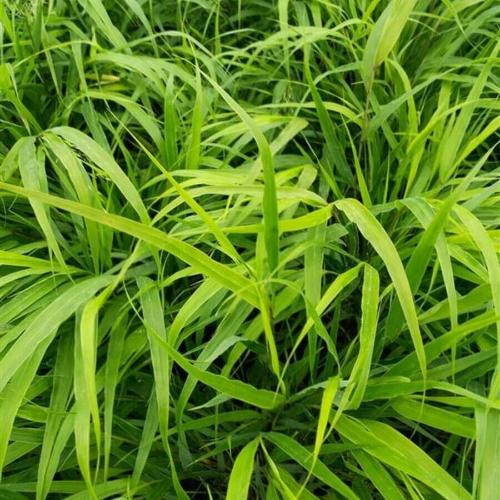Japanese-Forest-Grasses-2