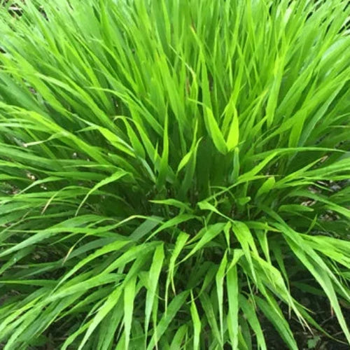Japanese-Forest-Grasses-4