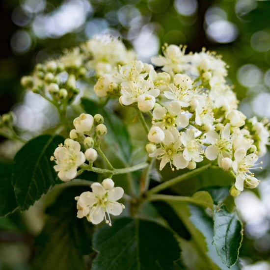 Joseph_Rock-Ornamental-Tree-2