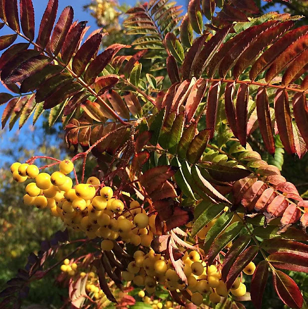 Joseph_Rock-Ornamental-Tree-3