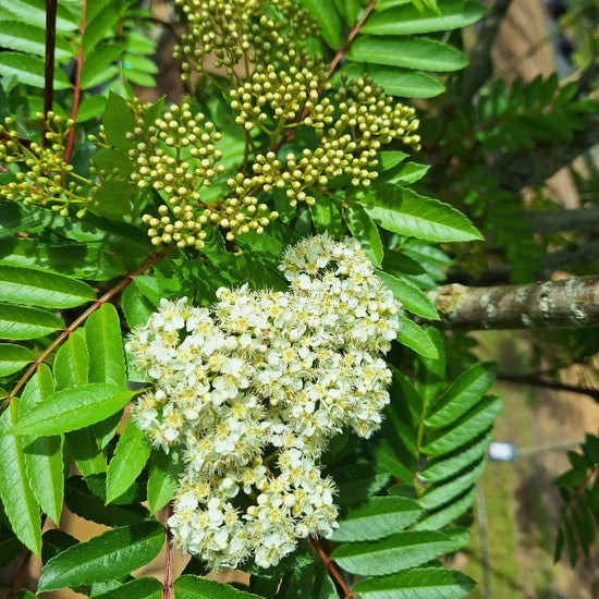 Joseph_Rock-Ornamental-Tree-4