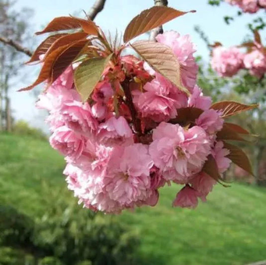 Kanzan Cherry Tree...