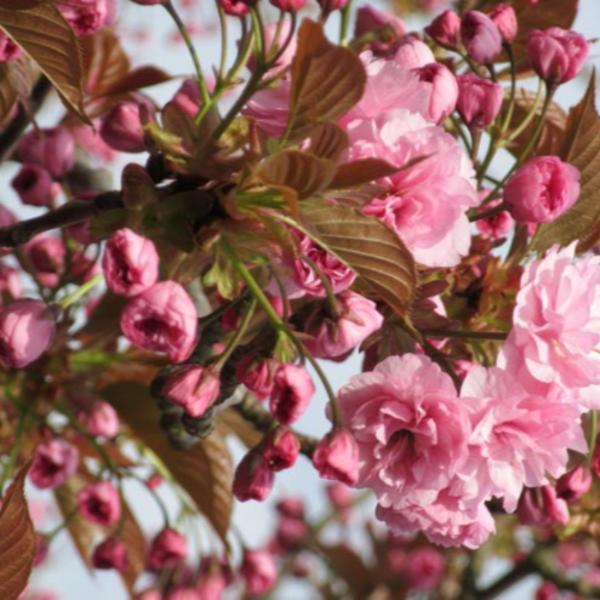 Kanzan-Cherry-Ornamental-Tree-3
