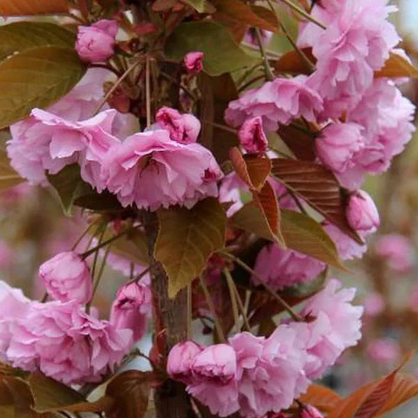 Kanzan-Cherry-Ornamental-Tree-4