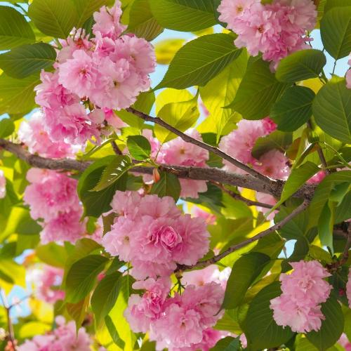 The Kanzan Cherry Pleached Tree...