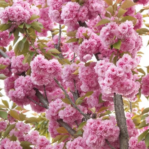 Kanzan-Cherry-Pleached-Tree-2
