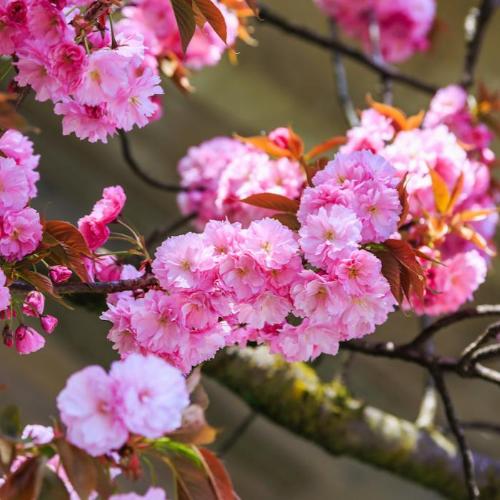 Kanzan-Cherry-Pleached-Tree-3