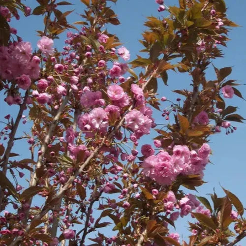 Kanzan-Cherry-Pleached-Tree-4