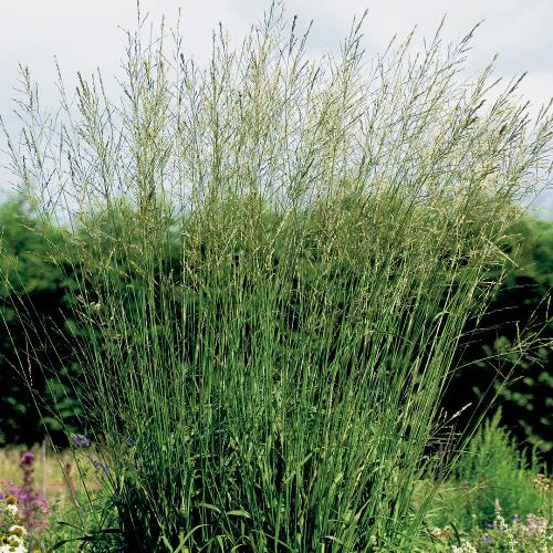 Karl-Foerster-Moor-Grasses-3