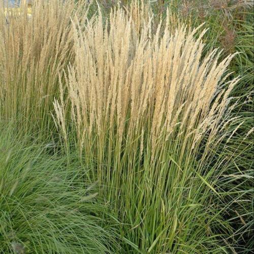 Karl-Foerster-Moor-Grasses-4