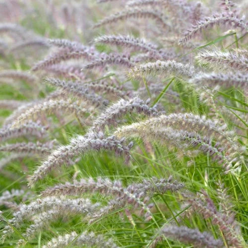 Karly-Rose-Maiden-Grasses-3