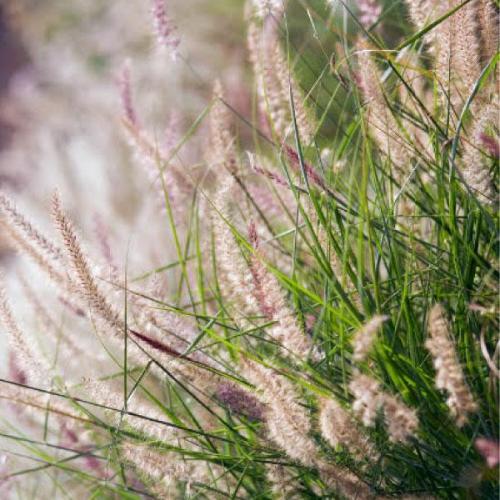 Karly-Rose-Maiden-Grasses-4