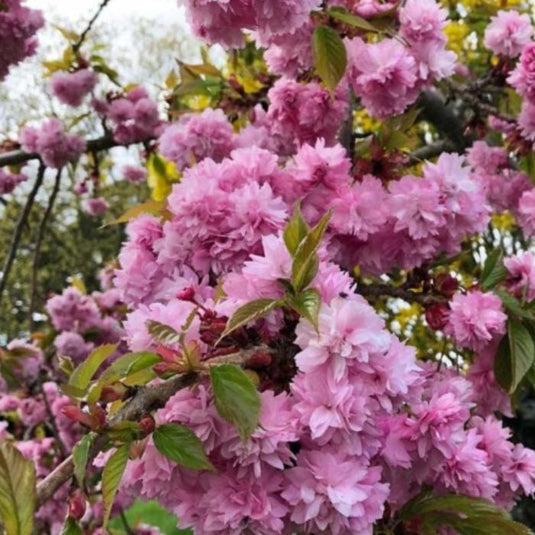 Kiku Shidare Cherry Tree...
