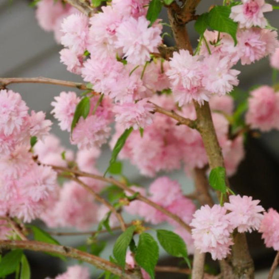 Kiku-Shidare-Cherry-tree-2