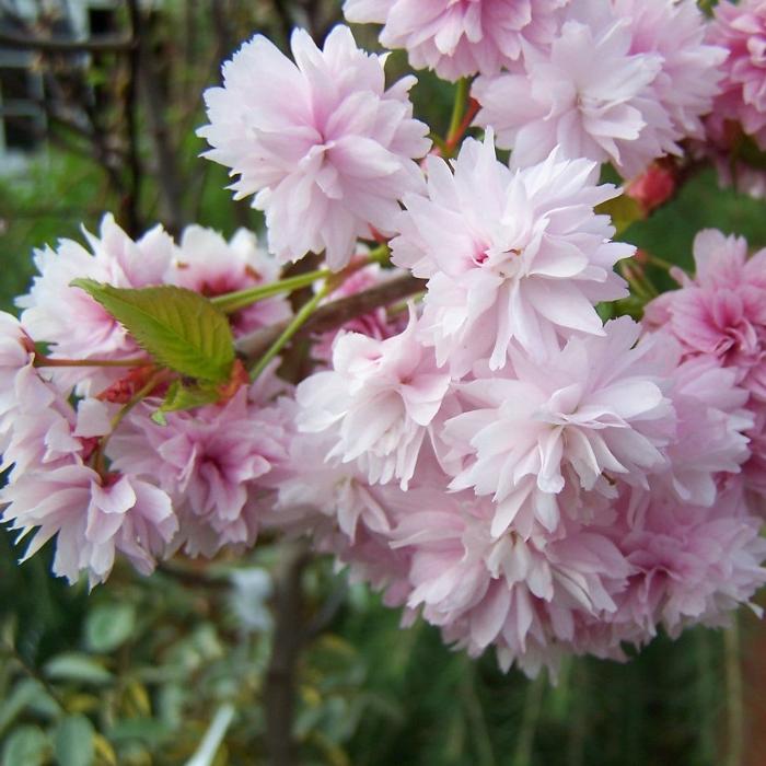 Kiku-Shidare-Cherry-tree-3