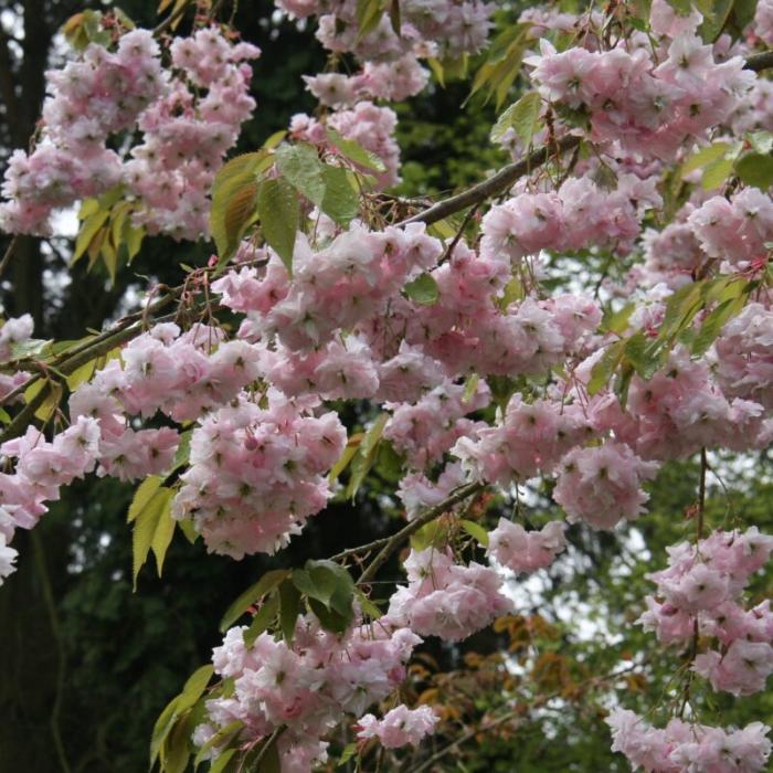 Kiku-Shidare-Cherry-tree-4